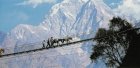 Maultiere auf Hngebrcke vor dem Annapurnas, Nepal